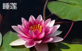 睡蓮和荷花的區(qū)別是什么，葉子、花朵和屬性均不同