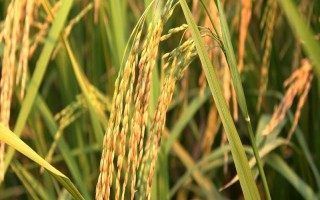 泰優(yōu)1509水稻品種簡介，高抗稻瘟病