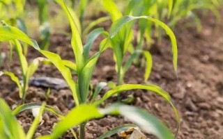 金華13號玉米種子特點，秋植全生育期74~80天