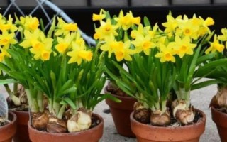 洋水仙怎么養(yǎng)殖，上盆后要轉(zhuǎn)移至半蔭處