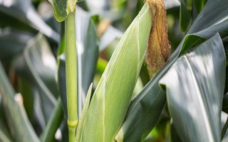 邢玉381玉米種子特征特性，適宜播期為6月15日～25日