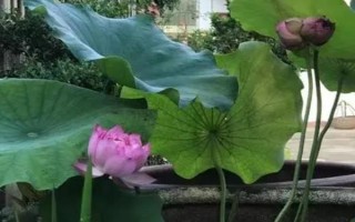 怎么在缸里養(yǎng)荷花，將它放到光照條件比較好的地方養(yǎng)護