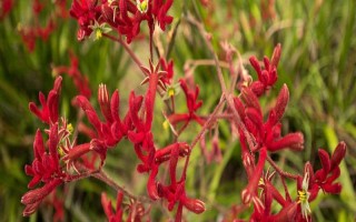 袋鼠爪花的寓意，寓意幸運(yùn)高雅、頑強(qiáng)堅(jiān)韌