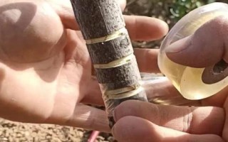 棗樹環(huán)割時(shí)間和方法，在盛花期初期或盛花期進(jìn)行