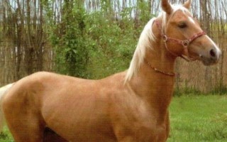 汗血寶馬介紹，其祖先是生長在戈壁地帶的野馬