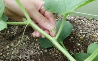 瓠瓜整枝打叉方法，主蔓長至5個(gè)新節(jié)時(shí)整枝打叉