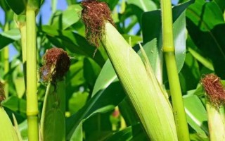 嘉農(nóng)18玉米品種簡(jiǎn)介，大喇叭口期防治玉米螟