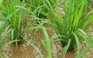 隆兩優(yōu)1234水稻品種的特性，全生育期118.3天