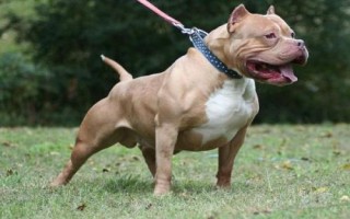 高加索犬和藏獒誰更厲害，高加索犬的體型更大但藏獒更兇猛