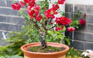 海棠花的種植技術(shù)，適宜生長在溫暖的環(huán)境中
