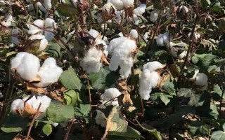 碩雜棉1號棉花種子簡介，地膜棉4月15日前后播種