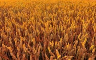 谷神6號小麥品種簡介，適宜播期10月上中旬