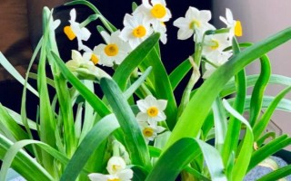哪些花卉在正月開放，有梅花、水仙花、蟹爪蘭等品種